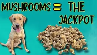 How I Made Morel Mushroom Hunting Irresistible for Dogs