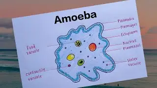 How To Draw Amoeba Diagram/Diagram Of Amoeba/Structure Of Amoeba/Easy Way 