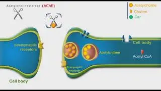 Cholinergic Neurons animation