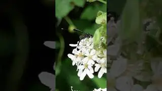 Parasitoid wasps  - Gasteruption jaculator - R&aacute;nvespa - Sn&iacute;kjugeitungar - Skord&yacute;r