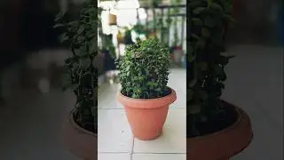 Expanding My Jade Topiary 💚 #topiary #jade #jadetopiary #diy