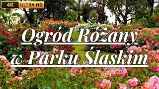 🌹 Rosarium, czyli Ogr&oacute;d R&oacute;ż w Parku Śląskim 🌹