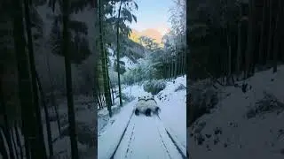 Bamboo Sled Run: Pandas on Snow