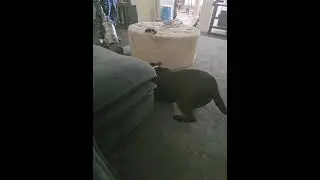 Dog attacking vacuum cleaner