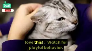 signs your cat loves you #CatShorts​#MamaCat​ #CatStory​ #CatShorts​