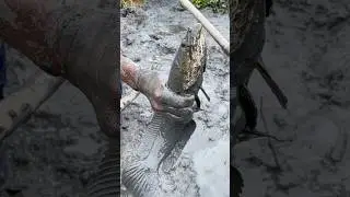 Big Shol Fish Catching From Mud #bigfish #shots #fishing #villagelife