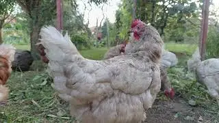 Evening Farm Life: Chickens Eating Grass 🐔🌿