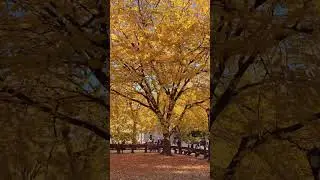 Fall foliage along The Mall in Central Park, Manhattan, New York City Oct 25, 2024