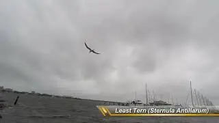 Tropical Storm Colin Hits Palmetto living shoreline!