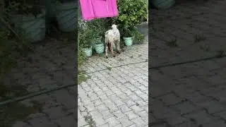 Dog need help || Roxy Cheeni || Review reloaded Dog || #short #shortsindia