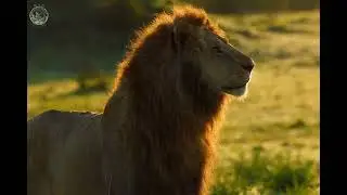 #nature#animals#survival#animal #cartoon 