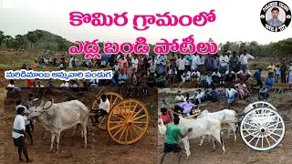eddula potilu // edla pandalu 2021 telugu // komira village