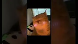 Yapappa ummm😍❤ obsessed with this cat😂 #catmemes #cat #cute #funny #viral #memes #comedy #trending