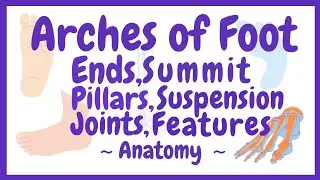 Arches of foot made easiest:Types,Ends,summit,pillar,joint, factors supporting,functions #anatomy