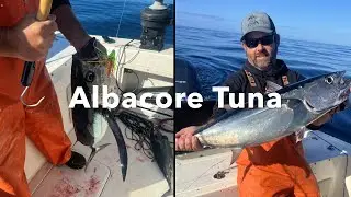 Albacore Tuna time!!! first trip fishing fort Bragg 2024!