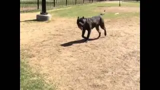 Steel Jaw's Ola movement in slow motion