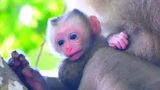 Special care from gentle mother to adorable long tail baby monkey, she is really good mom