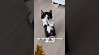 Cats Causing Chaos 😹💥 | Funny Cat Compilation Part 51
