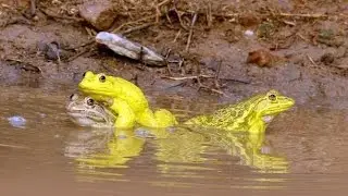 Bullfrog | Yellow Frog | Wonderful Indian Bullfrog | Rare yellow frog video | Nature Talkies