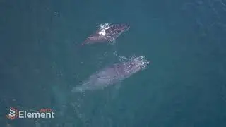 Drone Uses: Marine Mammal Conservation and Tracking