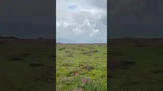Kaas plateau  #kaasplateau #flowers #flowerkaaspatthar #nomadicsoul #satarakaasplateau