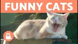Cute Cat Video Compilation 2018
