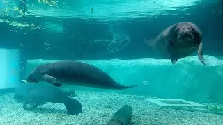 Two manatees rehabilitating at The Bishop