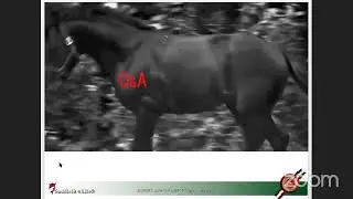 Saddlefit 4 Life Webinar with Jochen Schleese