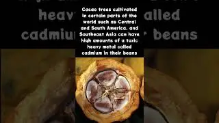 Part 2: Cacao (Theobroma cacao): Toxic Chocolate?