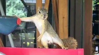 Feeding Rescued & Released Squirrels On July 2, 3, 4 and 5, 2025