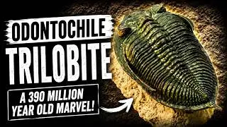 Discover the Odontochile Trilobite of Morocco!