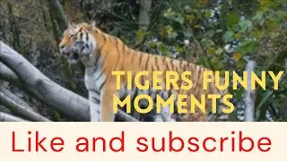 tigers voice activity and tigers caught the animal/tigers eating animalmoments