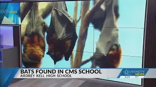 Ardrey Kell High School moved to remote learning after more bats were found on campus