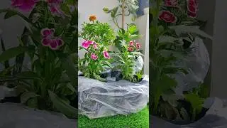 3 Winter flowering plants suggestion #shorts #youtube #gardening #shortsfeed #suggested #flowers