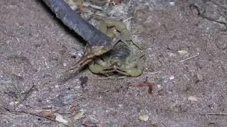 Arizona Bark Scorpion Hunting and Feeding
