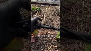 Трубка для полива