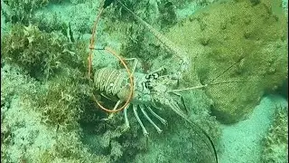 Lobster Diving Miami (Half Moon Wreck)