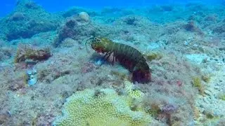 Discover the Fascinating World of Mantis Shrimp in Coral Reefs!