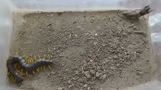 What happens if you put a centipede and a mole cricket together?