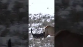 Wolf chasing elk in Lamar Valley, Yellowstone 🐺#wildlife #wolves #yellowstone #animals #nature