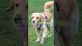 5 Common Dog Behaviors and What They Mean ? 🧐
