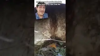 The Parasitic worm from hell