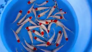 SPJ-92 WYSIWYG Tosai tancho + tancho sanke 40pcs 17-26 cm