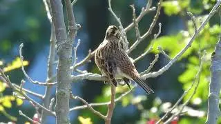 Birding Therapy | Rustic Bunting | Videsparv
