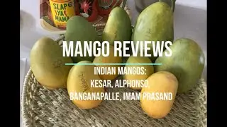 Indian mangos Review: Kesar, Alphonso, Banganapalle, Imam pasand (the best! of these 4)