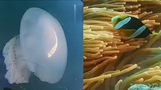 TOP 4 fish video#I.C.S TV 24