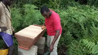 Mise en place de la Ruche d'abeilles: m&eacute;thode paysanne &agrave; la ferme Green Producers