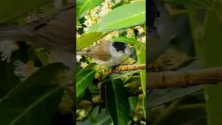 Male Blackcap's Erratic Warbling Song - Bird Sounds #shorts