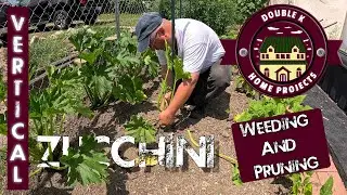 VERTICAL ZUCCHINI - WEEDING and PRUNING