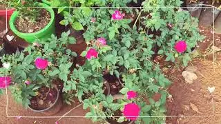 Vlog#1 / Garden vlog /aesthetic Vlog #koreanfilter